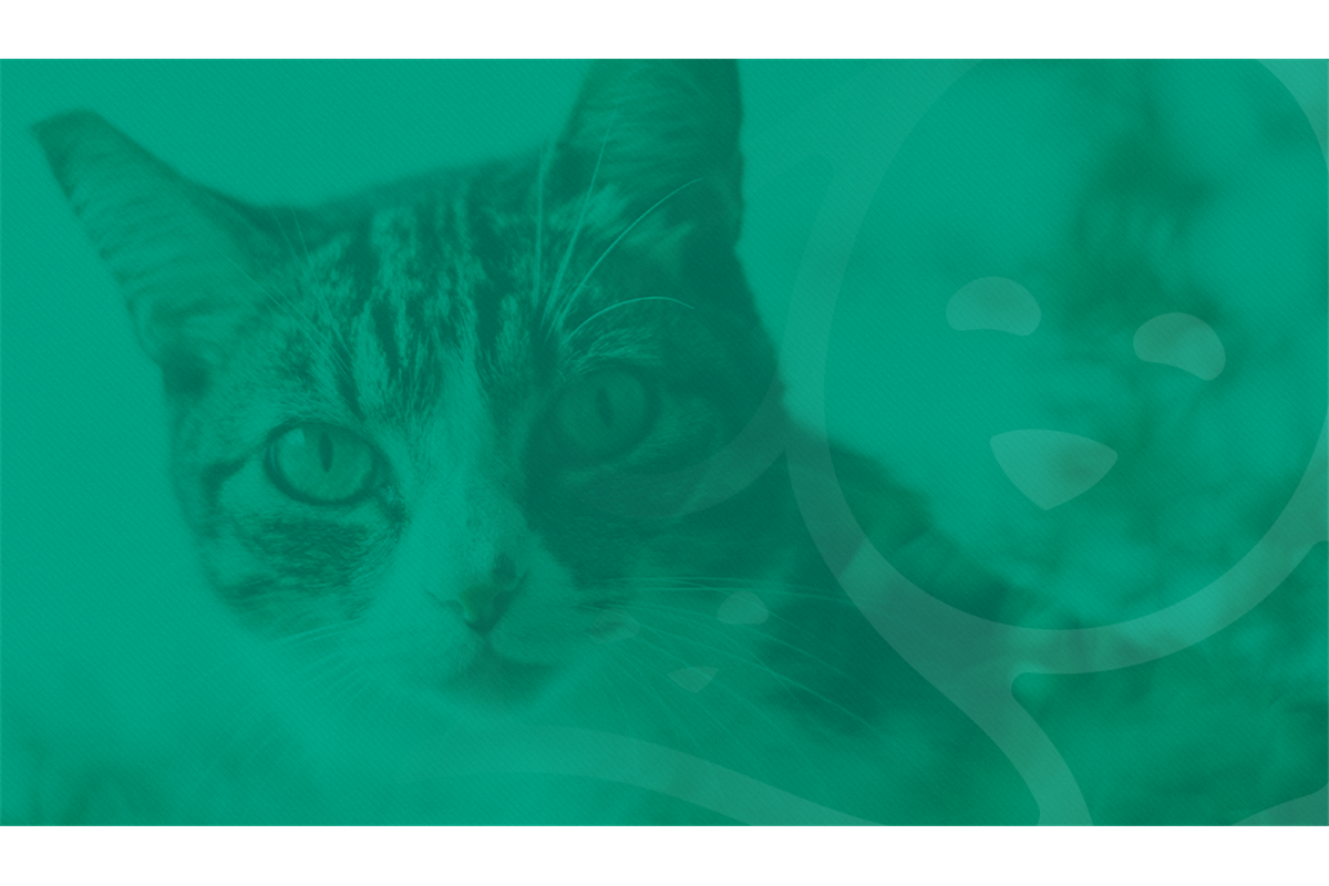 Catnip: erva do bem ou do mal para seu gatinho?