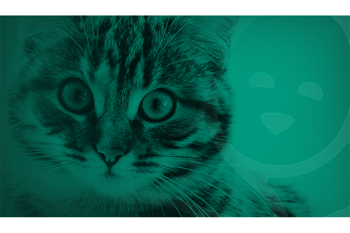 Felinos: caçadores por natureza